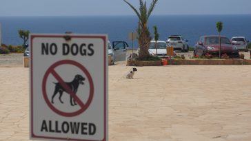 Holidaying with Dogs