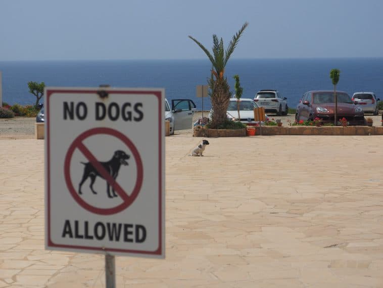 Holidaying with Dogs