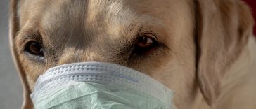 Dog Vaccination