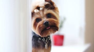 Best Dog Food For Yorkies