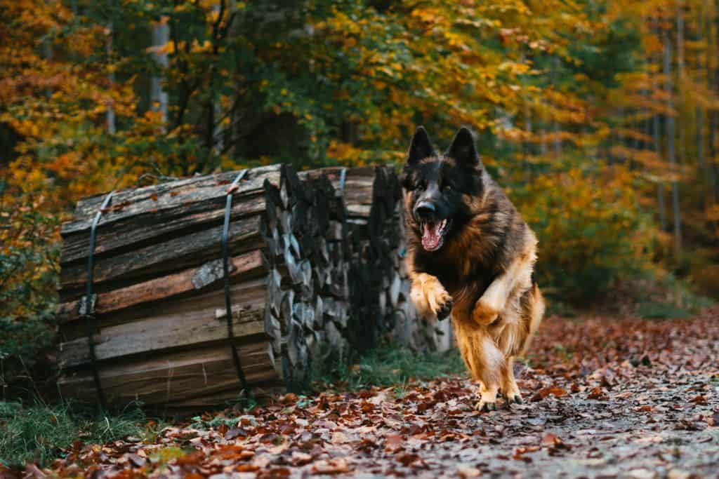A german shepherd needs high quality protein and carbs in their dry food to stay active