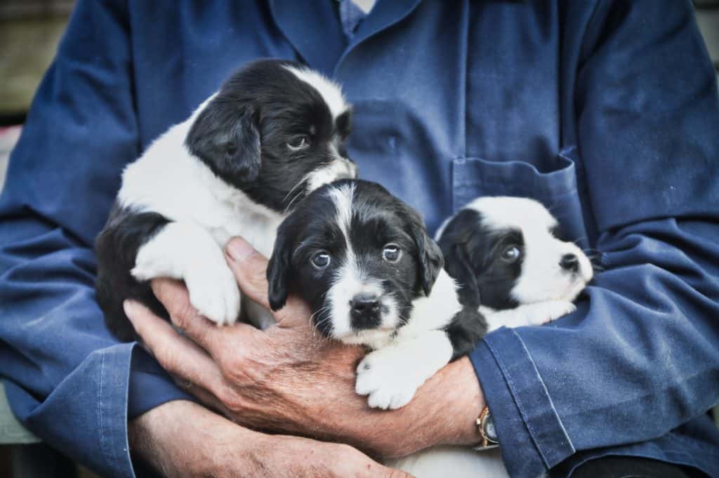 A puppy's life starts with a first class of socialization