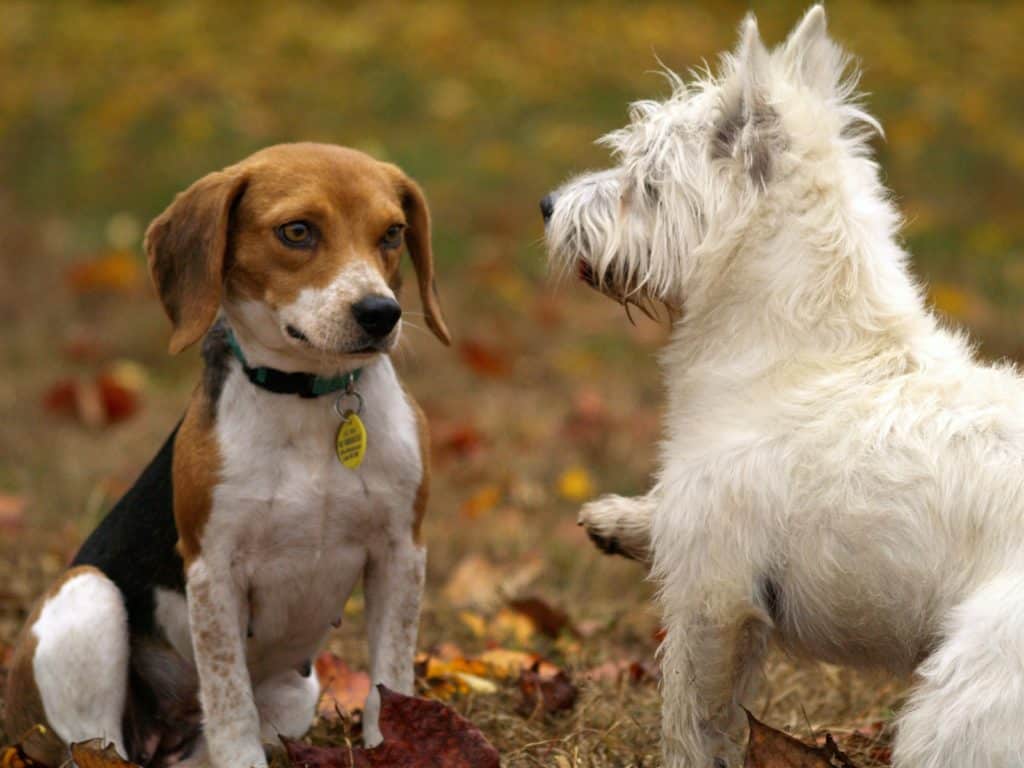 Carefully managed puppy classes eliminate behavioral problems