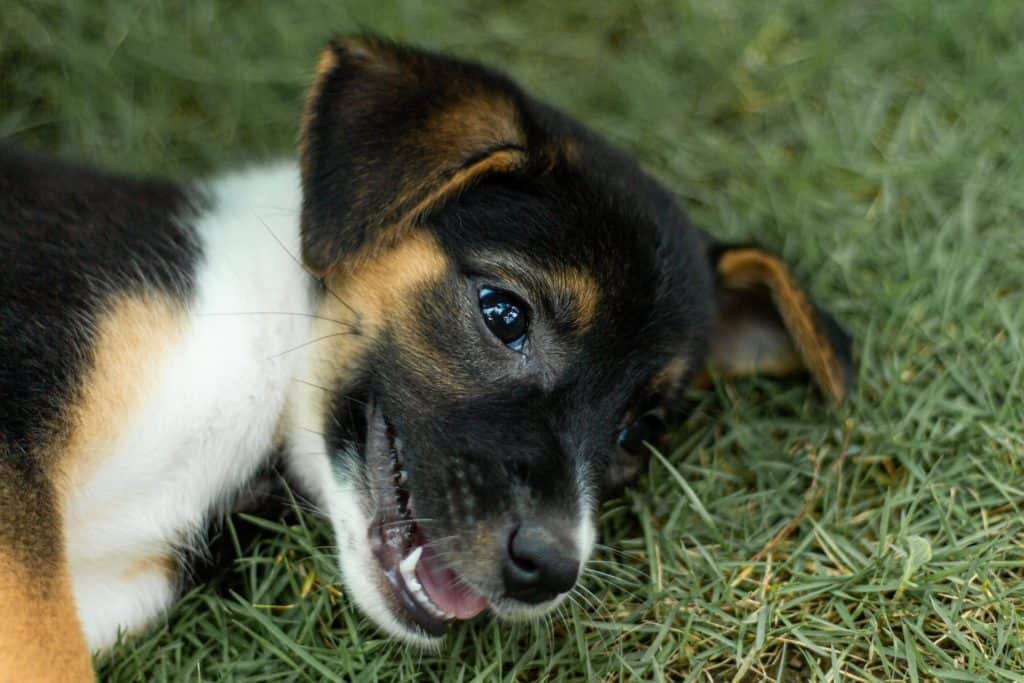 German Shepherd puppy