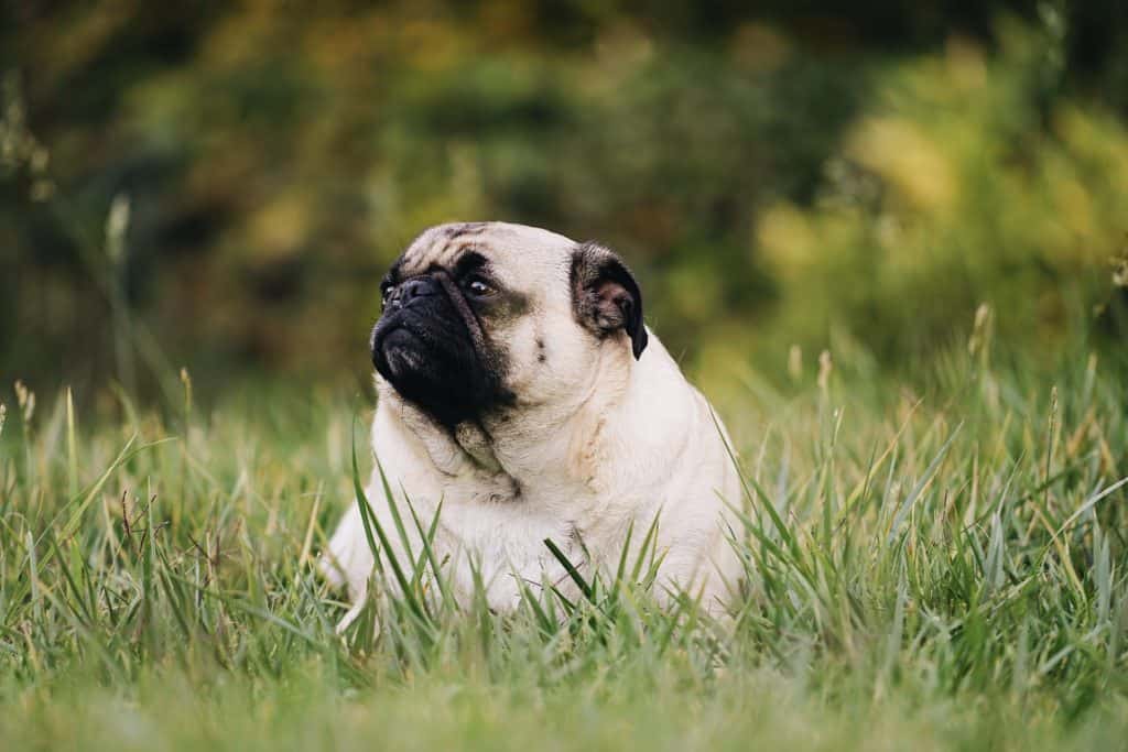 Get your dog a slow feed dog bowl for weight management