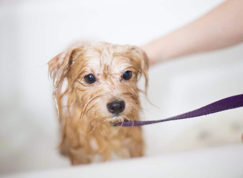 Most puppies love no-tear shampoos