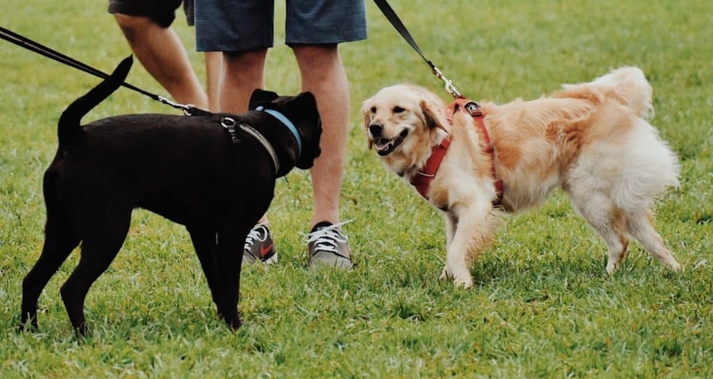 Pet parents provide proper training