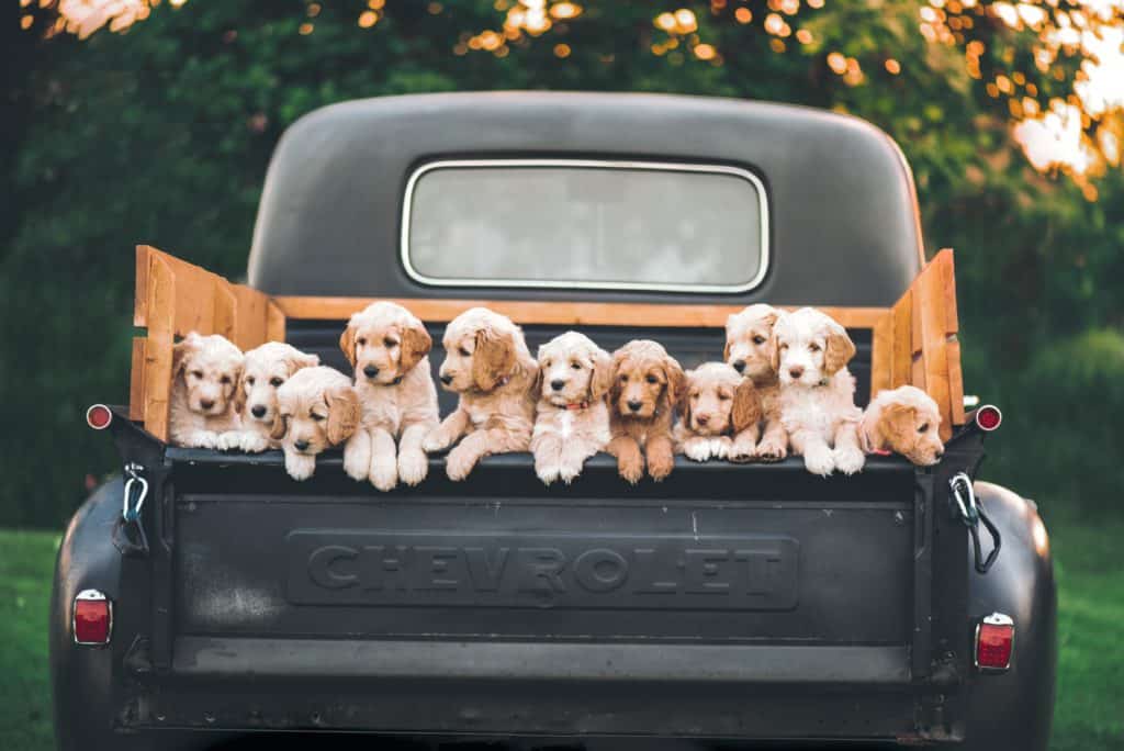 Puppy classes include car rides