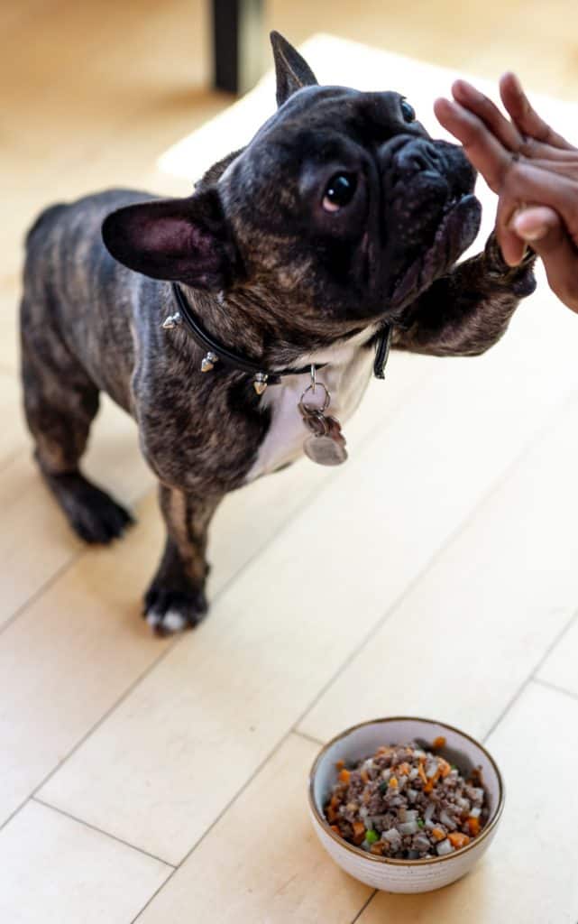 Slow feed dog bowl