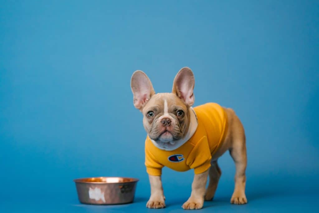 Slow feeder for your dogs