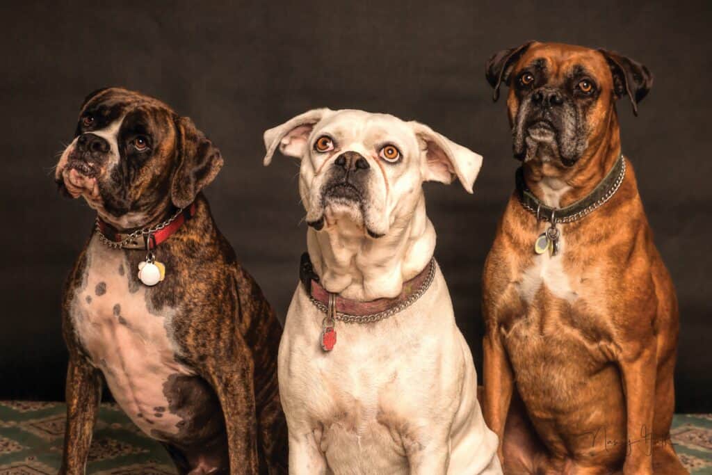 Teaching other dogs obedience training with positive reinforcement to do away with bad habits