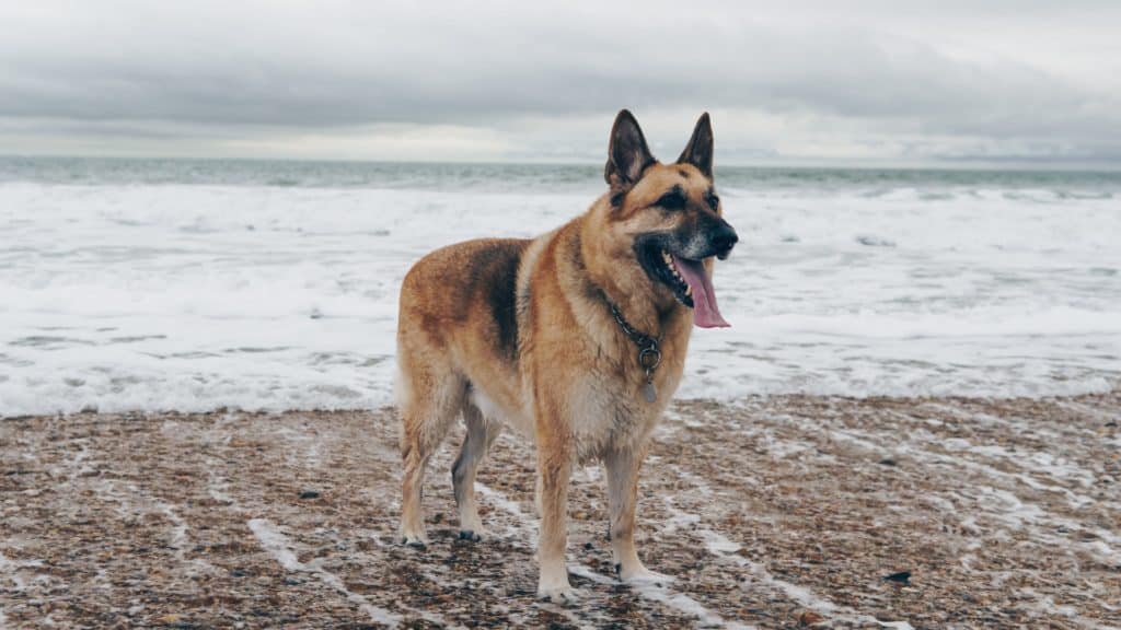 What is the best dog food for German Shepherds