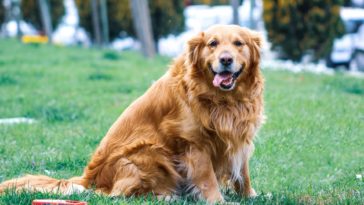 best dog food for golden retrievers