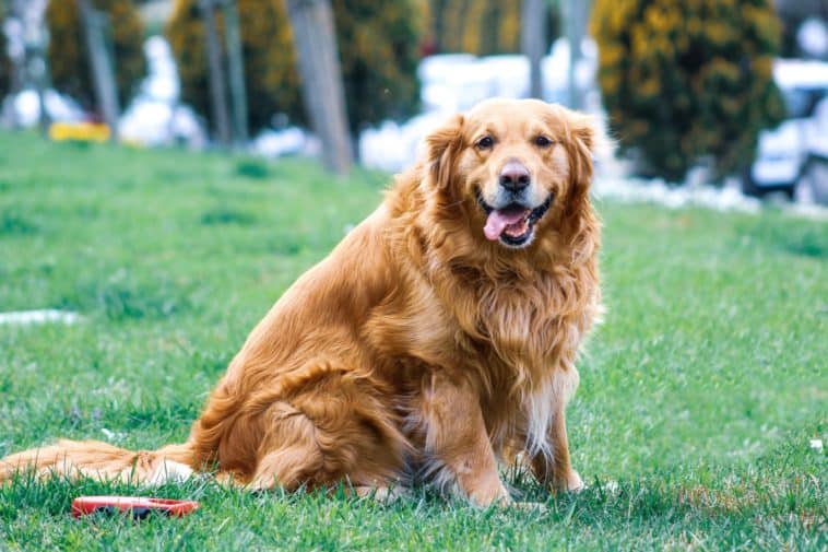 best dog food for golden retrievers