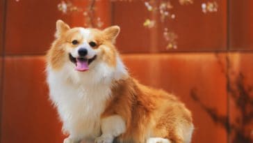 Dewormer for dogs