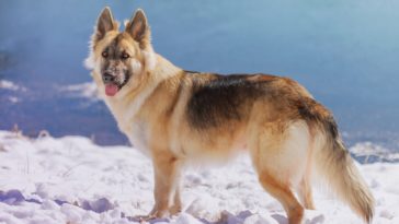 best dog food for german shepherd