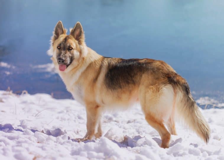 best dog food for german shepherd