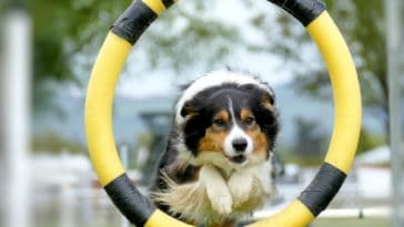 is it ever too late to start training a dog
