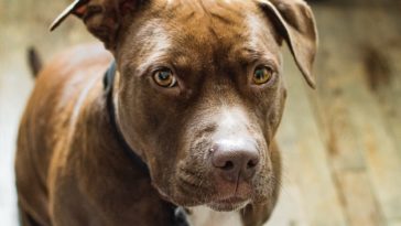 Best Dog Food for Pitbulls