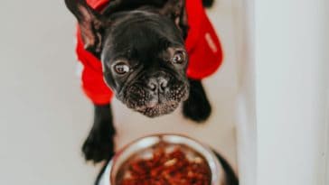 Slow Feeder for Dogs