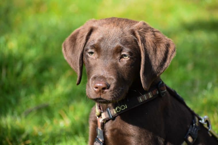 Best Dog Food for Labs