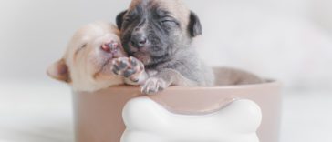 new puppy checklist