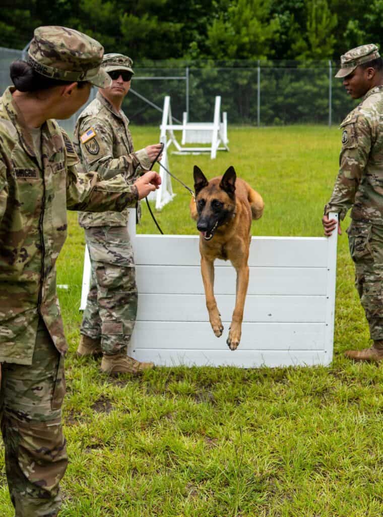 Advanced dog training