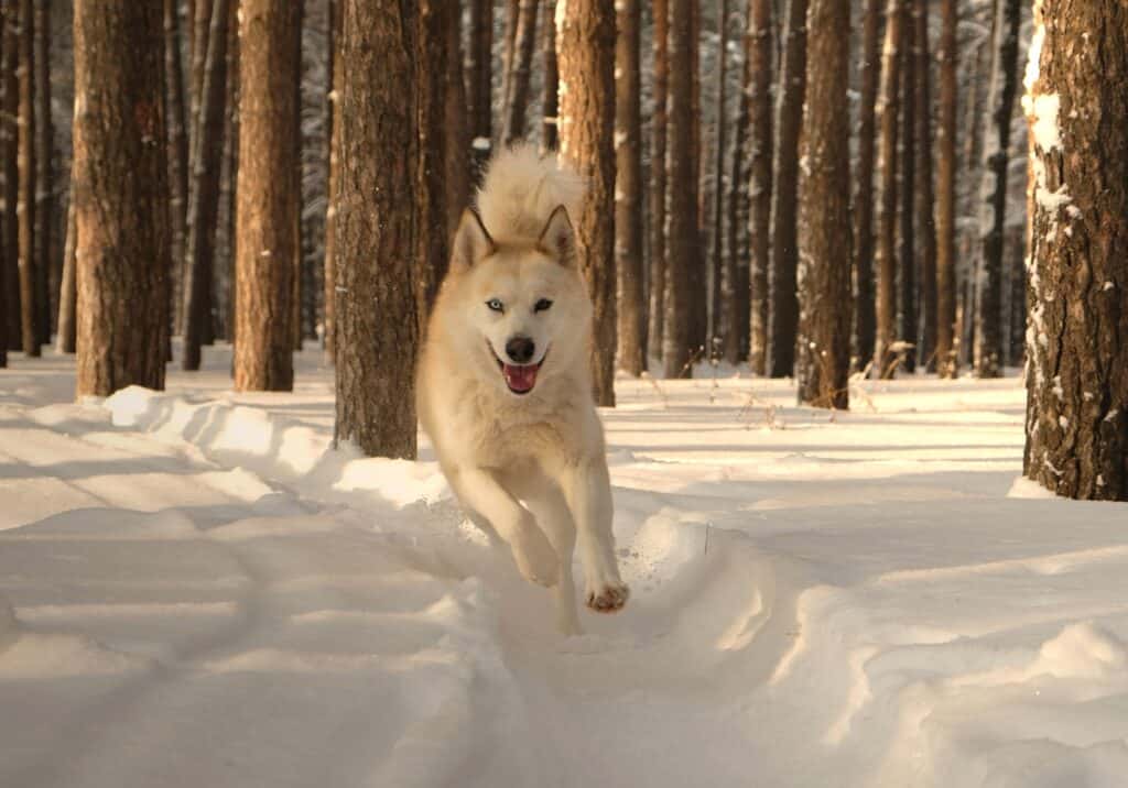 Dog food for huskies should be tailored depending on the activities your husky engage in