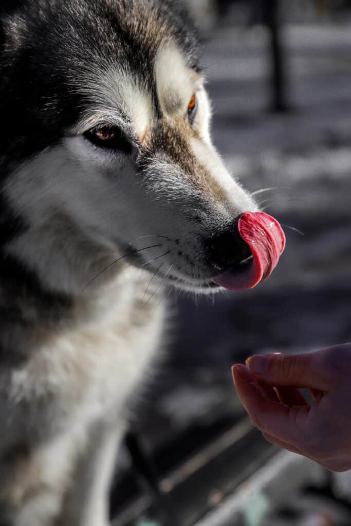 Husky dog food