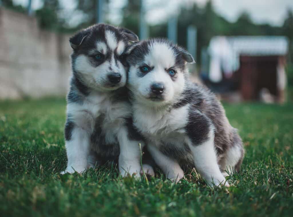 Husky puppies thrive on nutritious dog food that support overall development