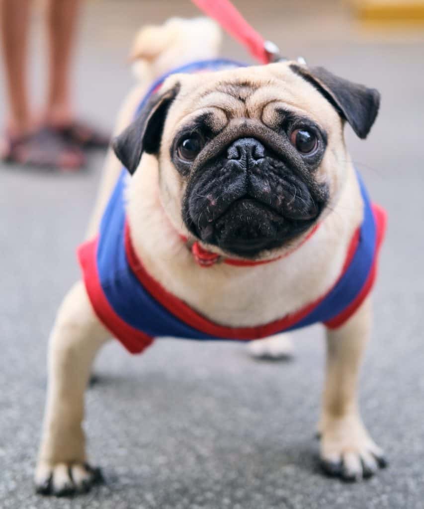 Keep your dog's diapers stay in place