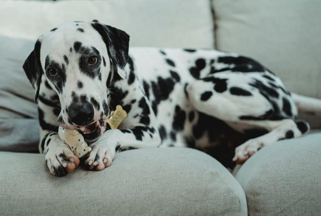 Train your dog to chew on other things, example, his toys