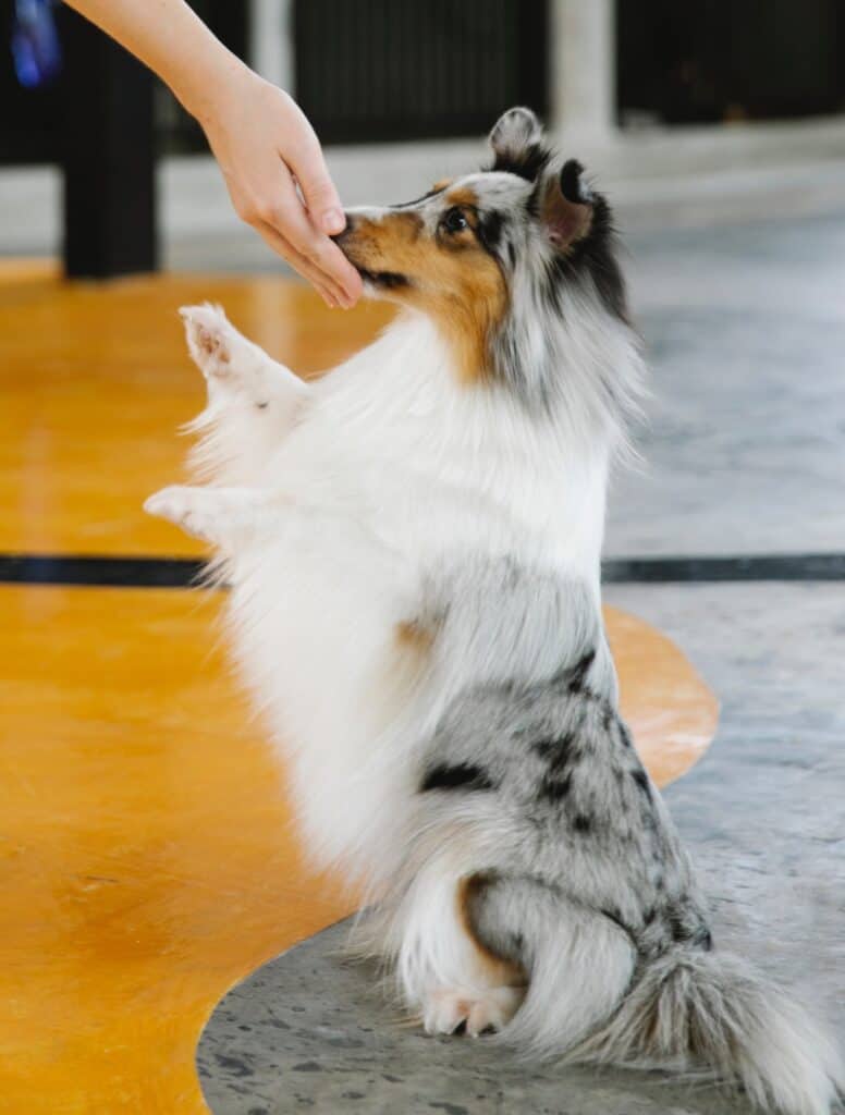 Training your dog with positive reinforcement like small treats catches the dog's attention