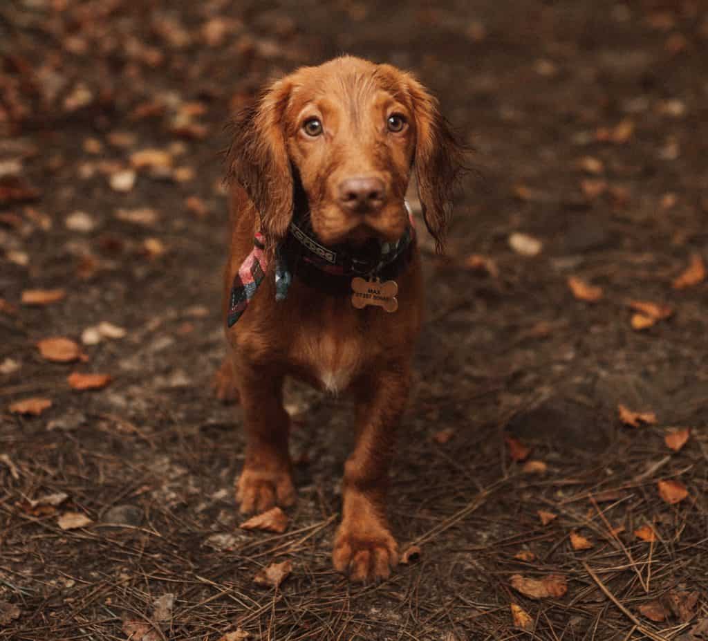 Use signals in teaching your dog