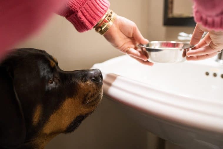 stainless steel dog bowls