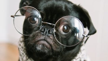 dog food for older dogs