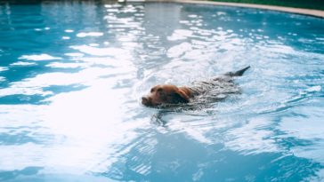 best dog bath tubs