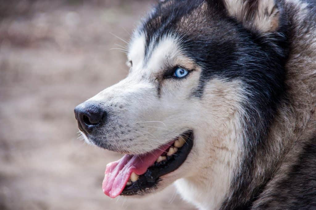 dog toothpaste