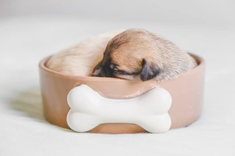 ceramic dog bowls