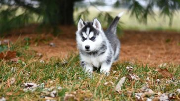 best dog food for huskies