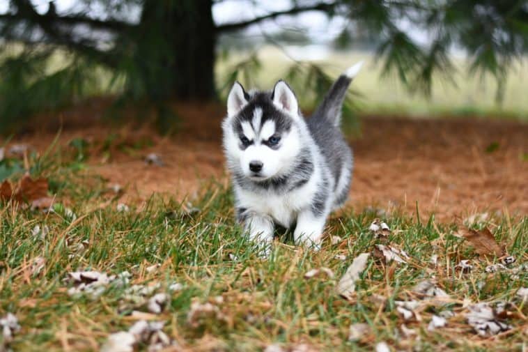 best dog food for huskies