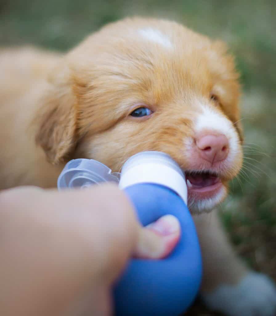 As dogs grow, slowly transition from a liquid diet to a solid one