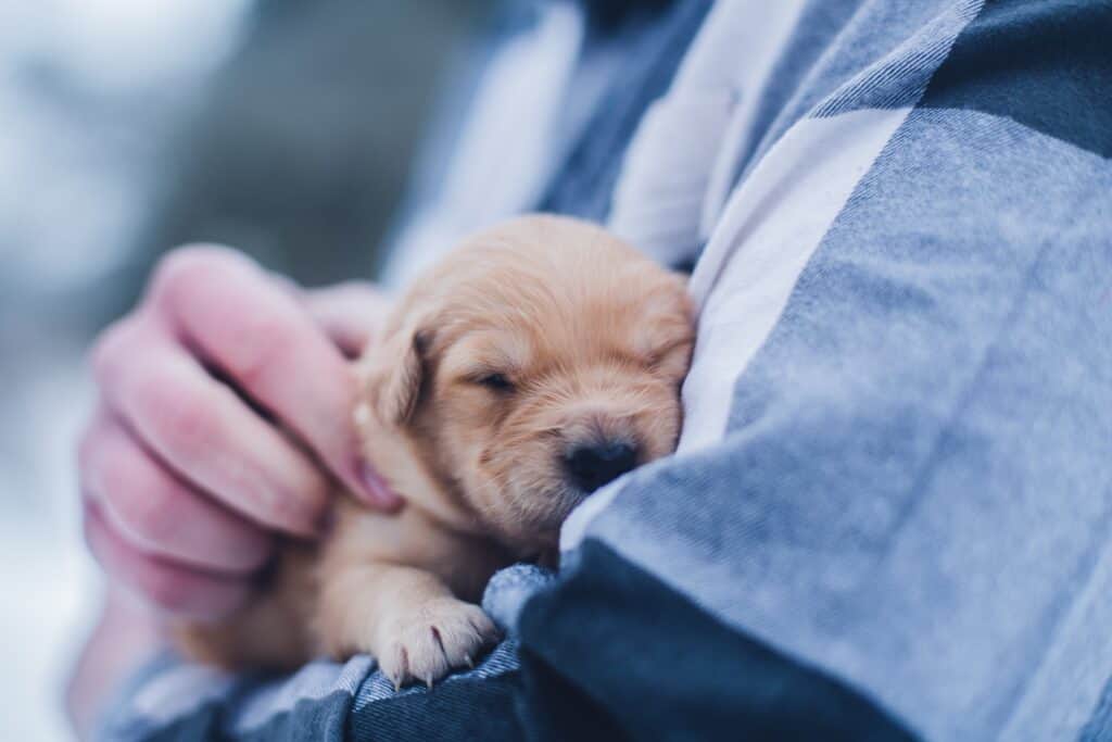 Bringing home a nursing puppy