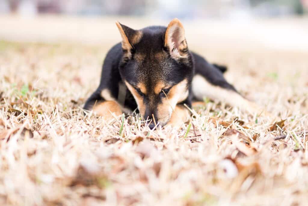 Grass eating can make a dog sick