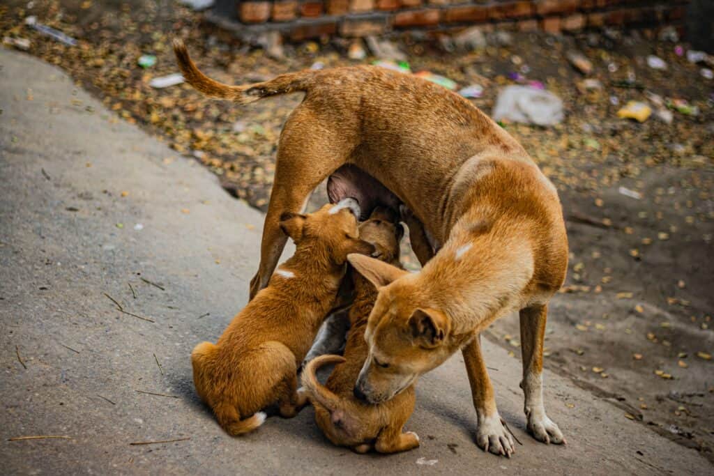 No milk powder could substitute or supplement what the milk of mother dogs could provide