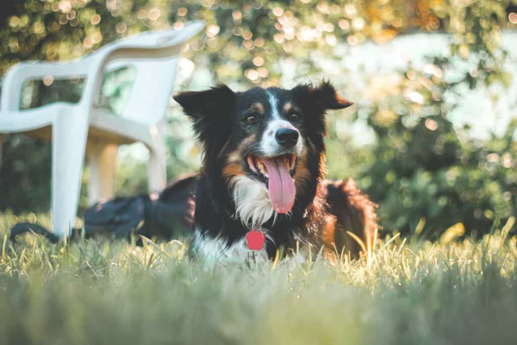 Primitive dogs eat grass to survive