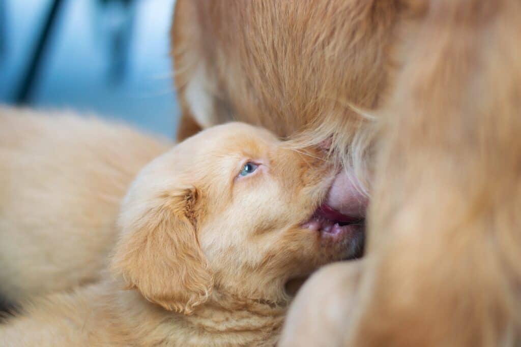 Puppies need natural sources of vitamins and minerals for proper growth