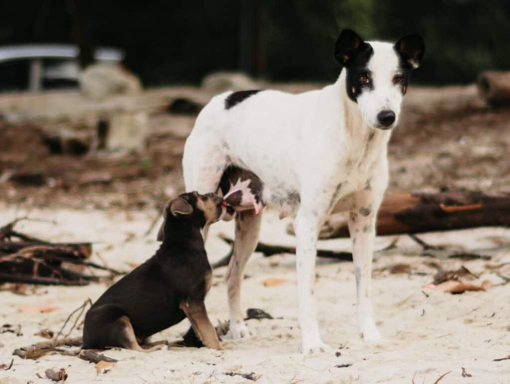 Using milk powder requires dogs to be bottle fed