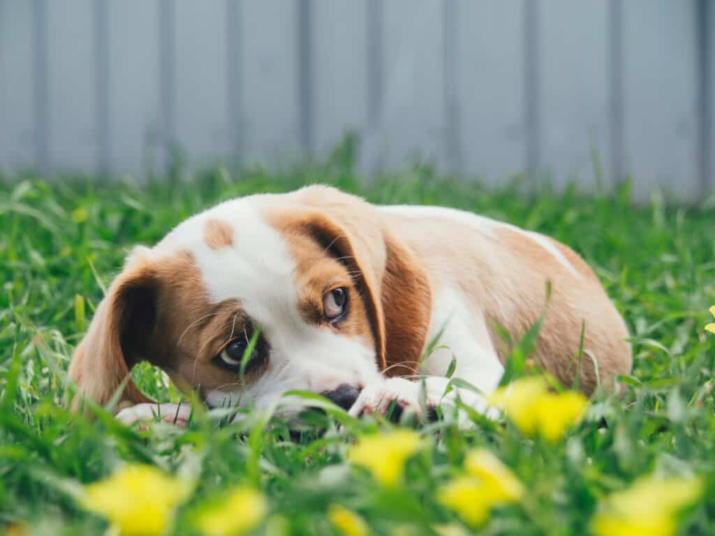 When dog eats grass, it could be a sign of an underlying health issue