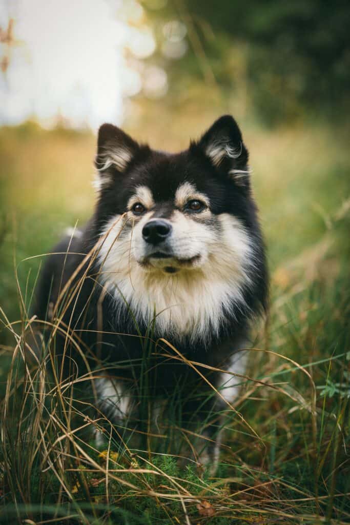 dogs eating grass